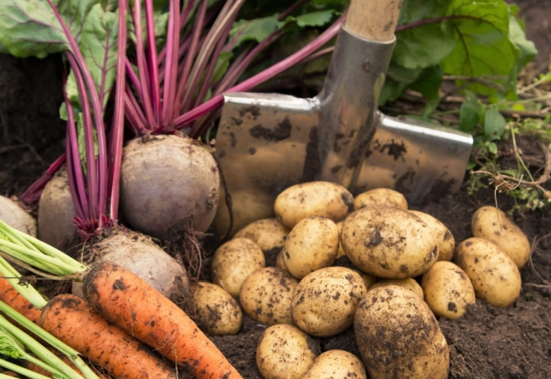 Shutterstock_1814942753 (1)